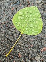 0050 Bwca 2025 Roadside Flowers 2025 