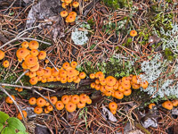 0101 Bwca 2025 Roadside Flowers 2025 Pinewood Gingertail Mushrooms