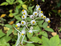 0109 Bwca 2025 Roadside Flowers 2025 