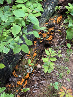 0112 Bwca 2025 Roadside Flowers 2025 Pinewood Gingertail Mushrooms