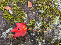 0114 Bwca 2025 Roadside Flowers 2025 
