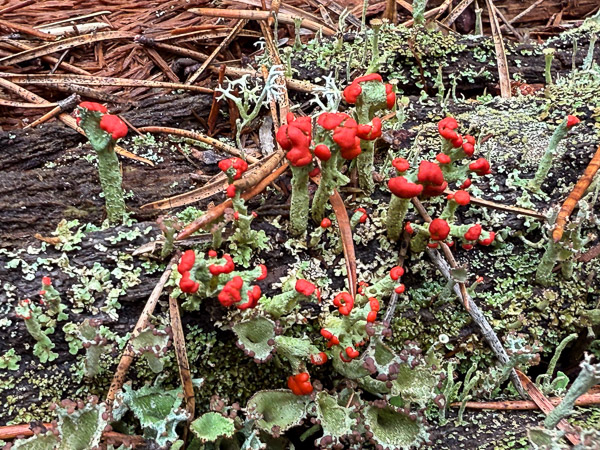 British Soldiers Lichen