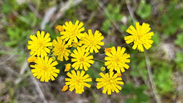 Yellow Hawkweed