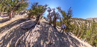 0019 Bristlecone Pine Forest California 2025 Panorama People Rock Creek Theta S 