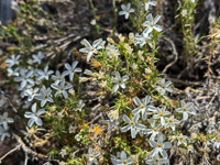 0026 Bristlecone Pine Forest California 2025 Roadside Flowers 2025 