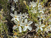 0027 Bristlecone Pine Forest California 2025 Roadside Flowers 2025 
