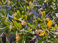 0028 Bristlecone Pine Forest California 2025 Roadside Flowers 2025 