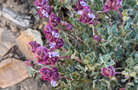 0029 Bristlecone Pine Forest California 2025 Roadside Flowers 2025 Purple Sage Salvia Dorrii 