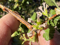 0066 Bristlecone Pine Forest California 2025 Roadside Flowers 2025 