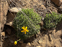 0067 Bristlecone Pine Forest California 2025 Roadside Flowers 2025 
