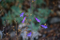 0071 Bristlecone Pine Forest California 2025 Roadside Flowers 2025 