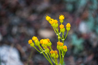 0072 Bristlecone Pine Forest California 2025 Roadside Flowers 2025 