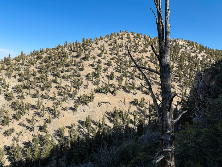 Nothing But Bristlecones!