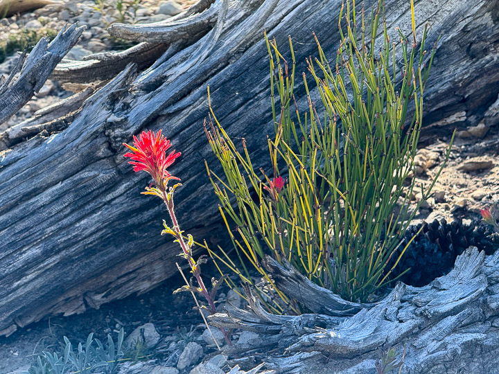 Paintbrush & Equisetum