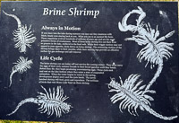 Mono Lake 2025010 California 2025 Mono Lake Signs 