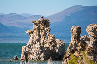 Mono Lake 2025017 Birds California 2025 Mono Lake Osprey