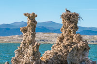 Mono Lake 2025023 Birds California 2025 Mono Lake Osprey