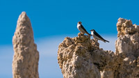 Mono Lake 2025024 Birds California 2025 Mono Lake Violet Green Swallow