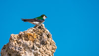 Mono Lake 2025025 Birds California 2025 Mono Lake Violet Green Swallow