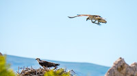 Mono Lake 2025026 Birds California 2025 Mono Lake Osprey