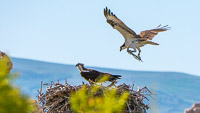 Mono Lake 2025027 Birds California 2025 Mono Lake Osprey