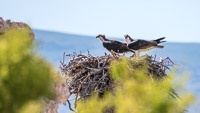 Mono Lake 2025028 Birds California 2025 Mono Lake Osprey