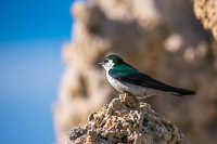 Mono Lake 2025029 Birds California 2025 Mono Lake Violet Green Swallow