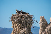 Mono Lake 2025030 Birds California 2025 Mono Lake Osprey