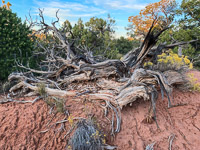 The Maze 2019022 The Maze Utah 2019 