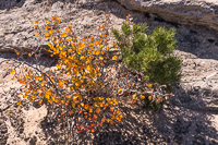 The Maze 2019064 The Maze Utah 2019 