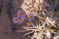 The Maze 2019101 The Maze Utah 2019 