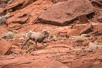 0042 White Rim Utah 2018 Desert Bighorn Sheep