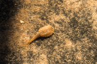 0120 White Rim Utah 2018 Tadpole Shrimp In Vernal Pool