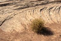 0128 White Rim Utah 2018 