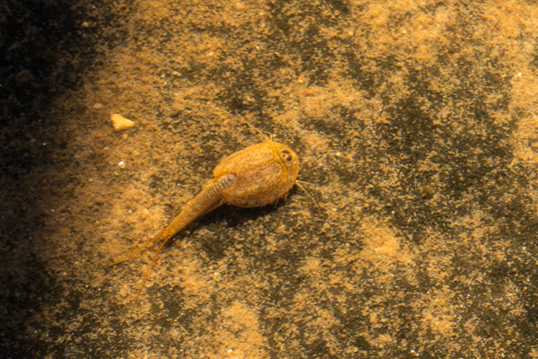 Tadpole Shrimp Living in a Ephemeral Pool