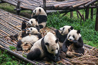 0004 Best China 2012 Pandas 