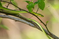 0001 Critters Snake Road Green Tree Snake