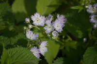 0004 Roadside Flowers 2024 Snake Road Fringed Phacelia Phacelia Fimbriata 