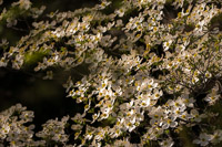 0011 Roadside Flowers 2024 Snake Road Dogwood