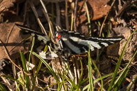 0014 Critters Snake Road Zebra Swallowtail Butterfly