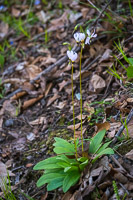 0023 Roadside Flowers 2024 Snake Road Shooting Star