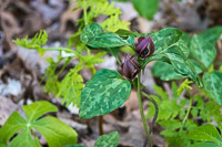0026 Roadside Flowers 2024 Snake Road Red Trillium