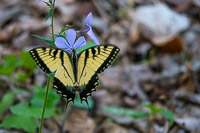 0034 Critters Roadside Flowers 2024 Snake Road Swallow Tailed Butterfly