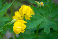 0036 Roadside Flowers 2024 Snake Road Celandine Poppy