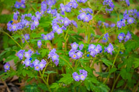 0039 Artistic Roadside Flowers 2024 Snake Road Phacelia Bipinnatifida