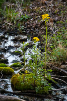 0045 Roadside Flowers 2024 Snake Road Butterweed