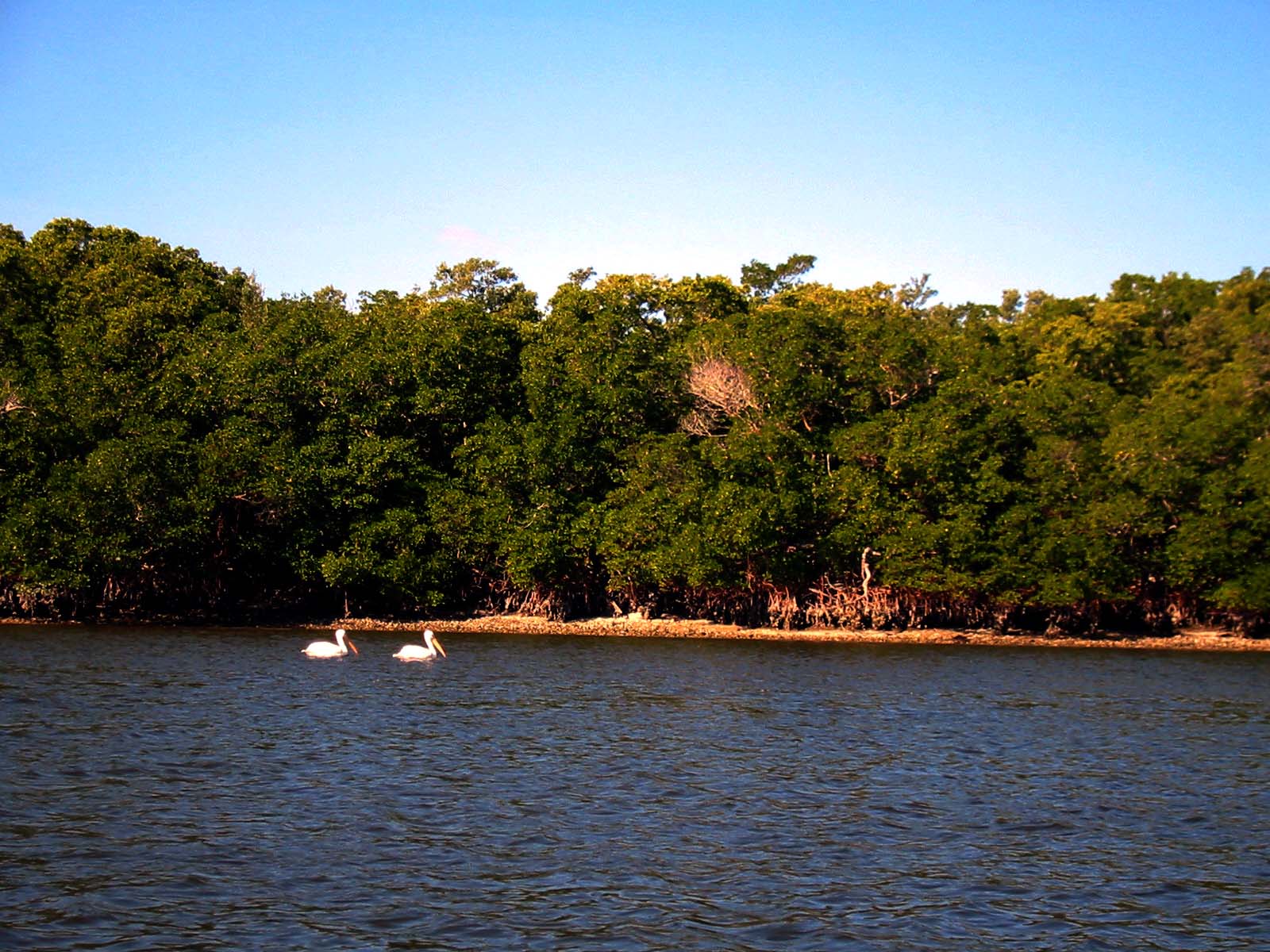 03 White Pelicans