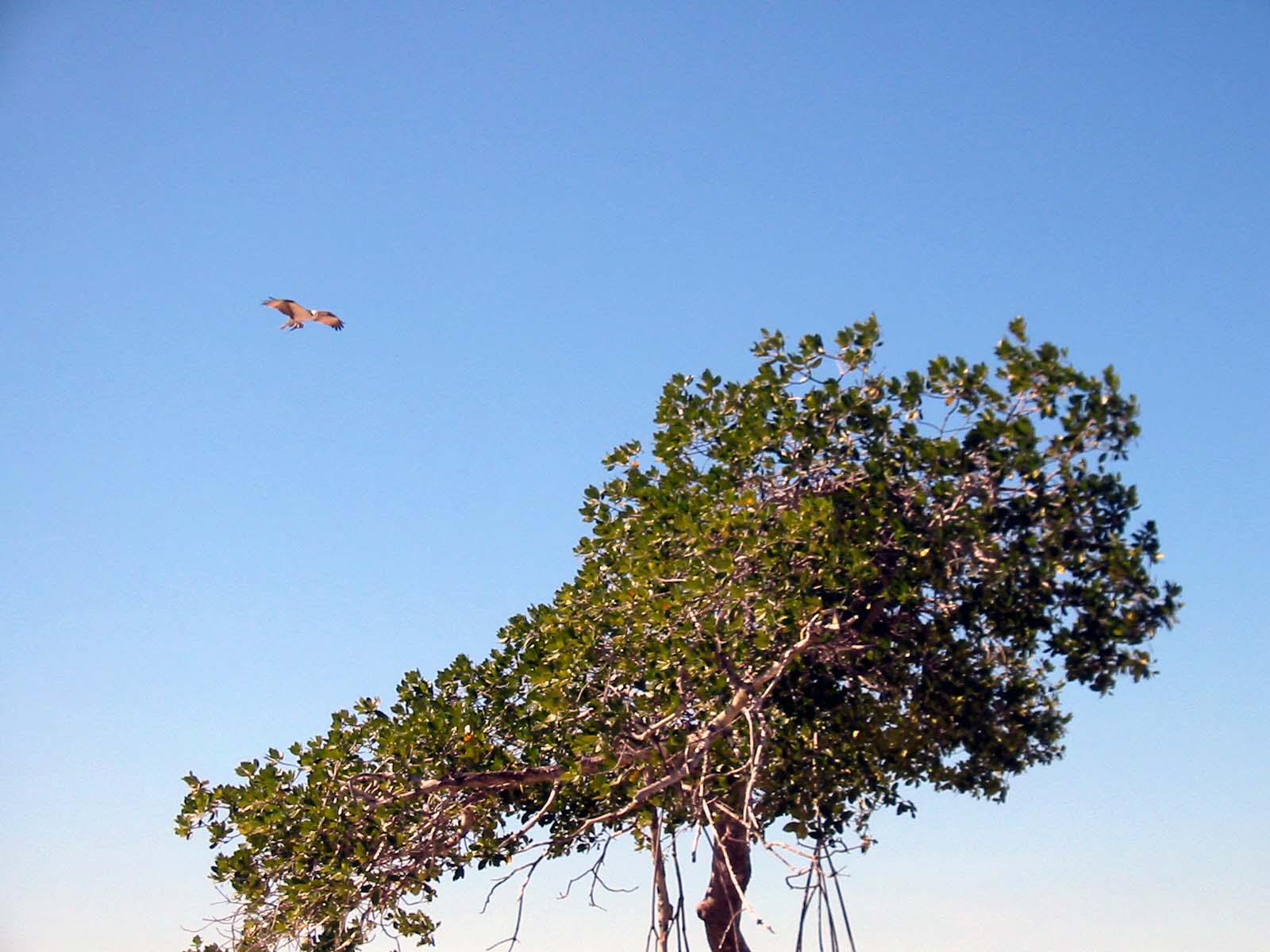 06 Osprey Tree