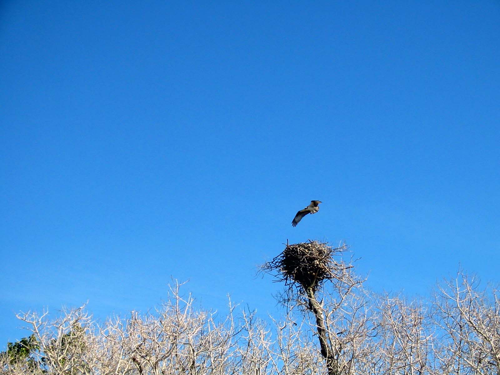 07 Osprey Nest