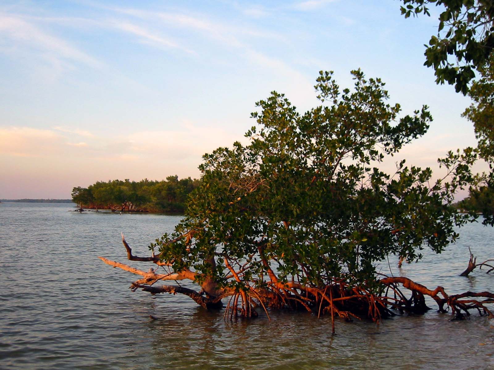 14 Mangrove Sunset